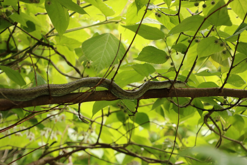 A rat snake slithers on a tree branch