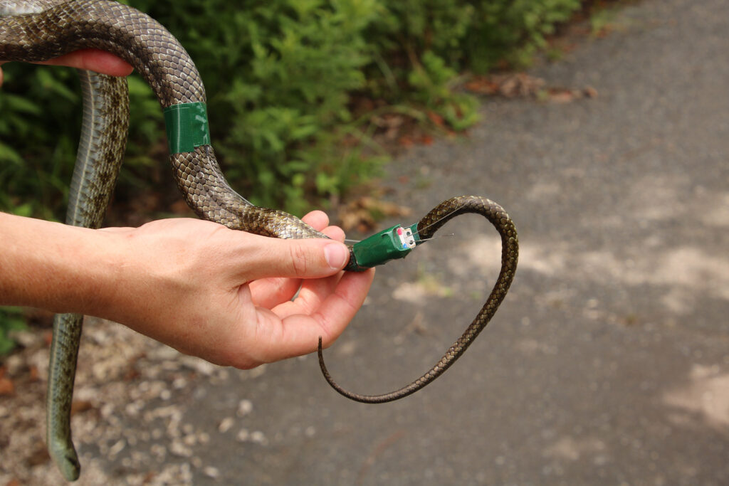 Rat snake with GPS transmitter attached to it.