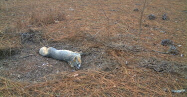 A gray fox lounges in pine straw.