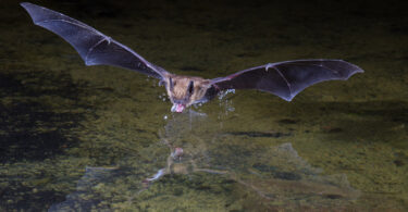 A bat flying low over some water.