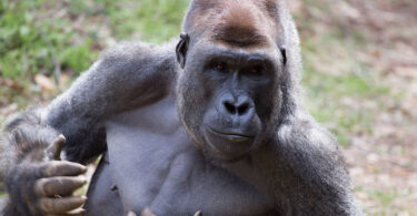 Male gorilla thumps his chest