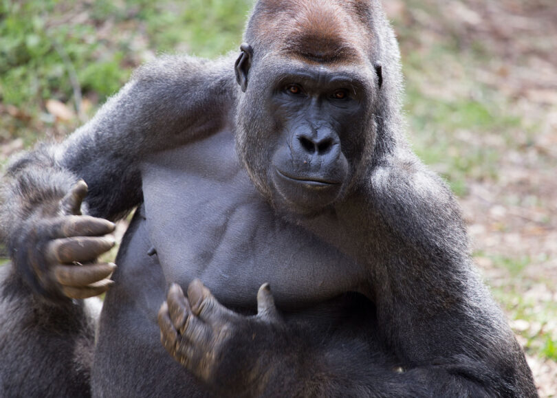 Newswise: Gorillas can tell human voices apart
