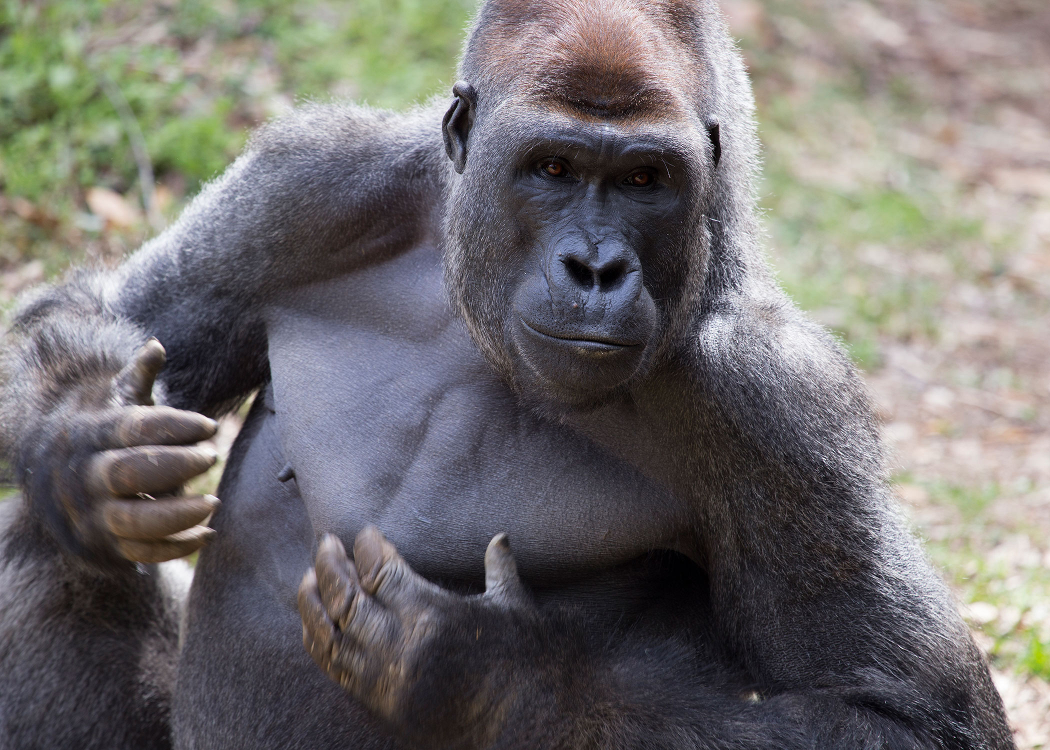 Gorillas Can Tell Human Voices Apart