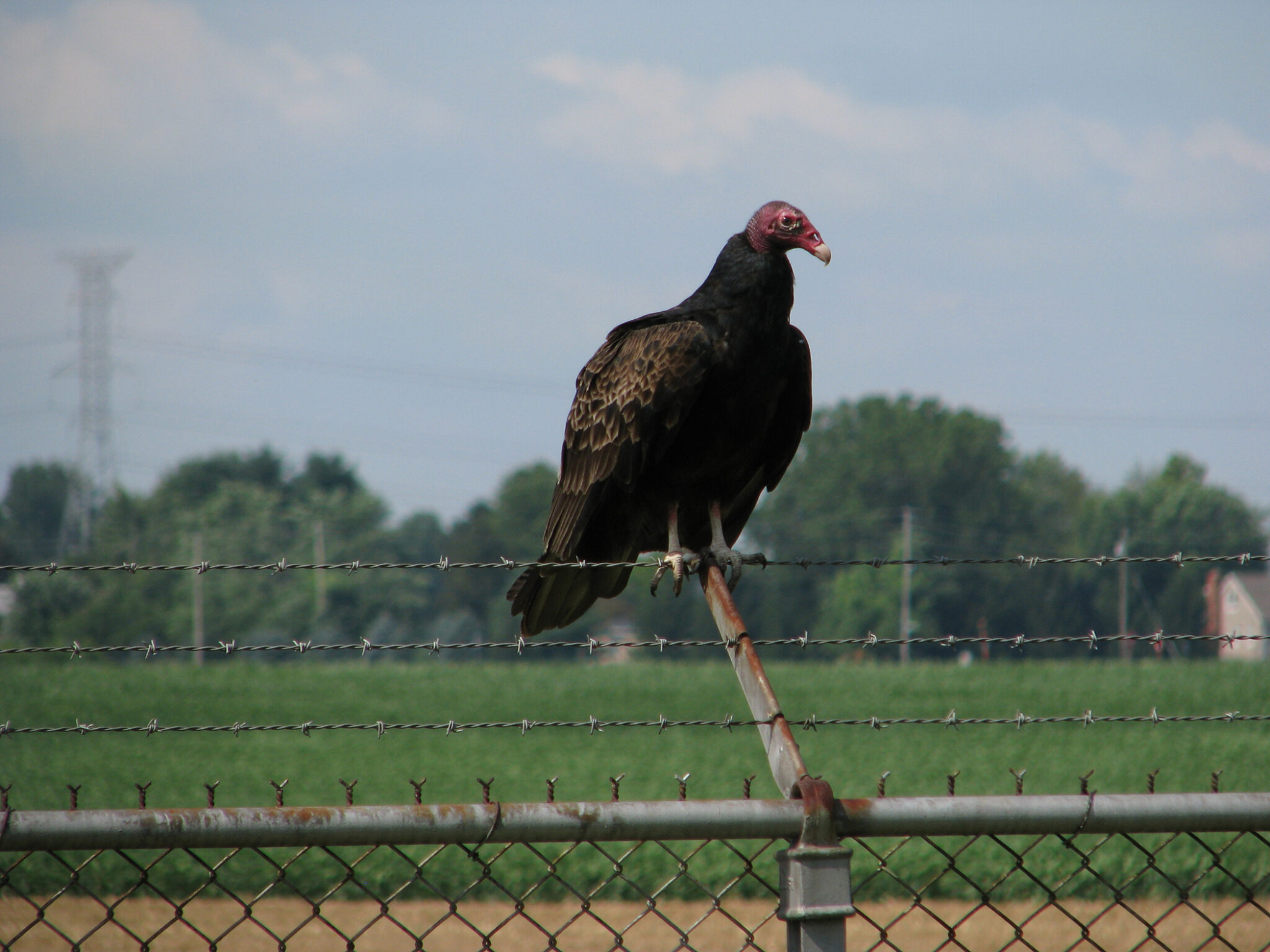 Vultures prefer roosting near civilization