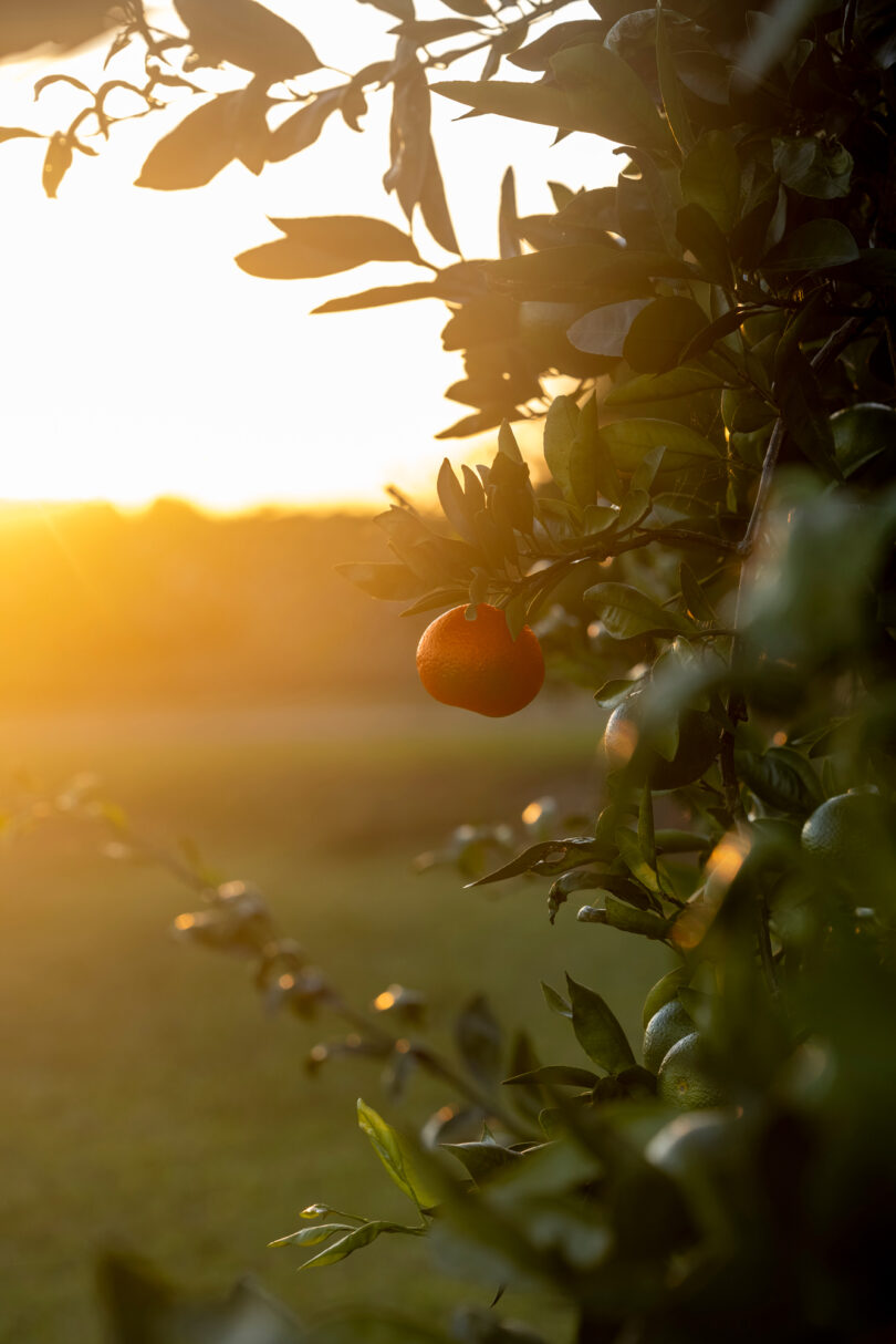 Some of Georgia’s newest cash crops are among the sweetest. Learn how UGA is helping shepherd the state’s growing citrus industry.