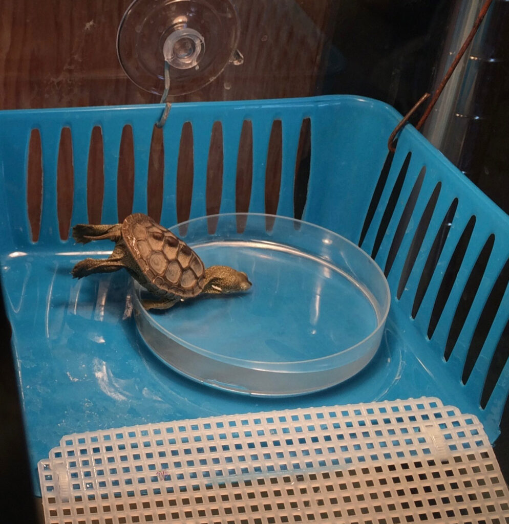 A juvenile terrapin drinks from a dish of freshwater