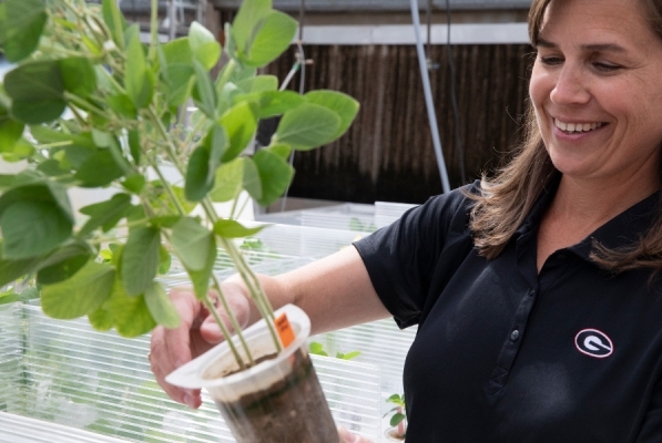 UGA, MU awarded $1.2 million NSF-NIFA grant to fight the soybean cyst nematode
