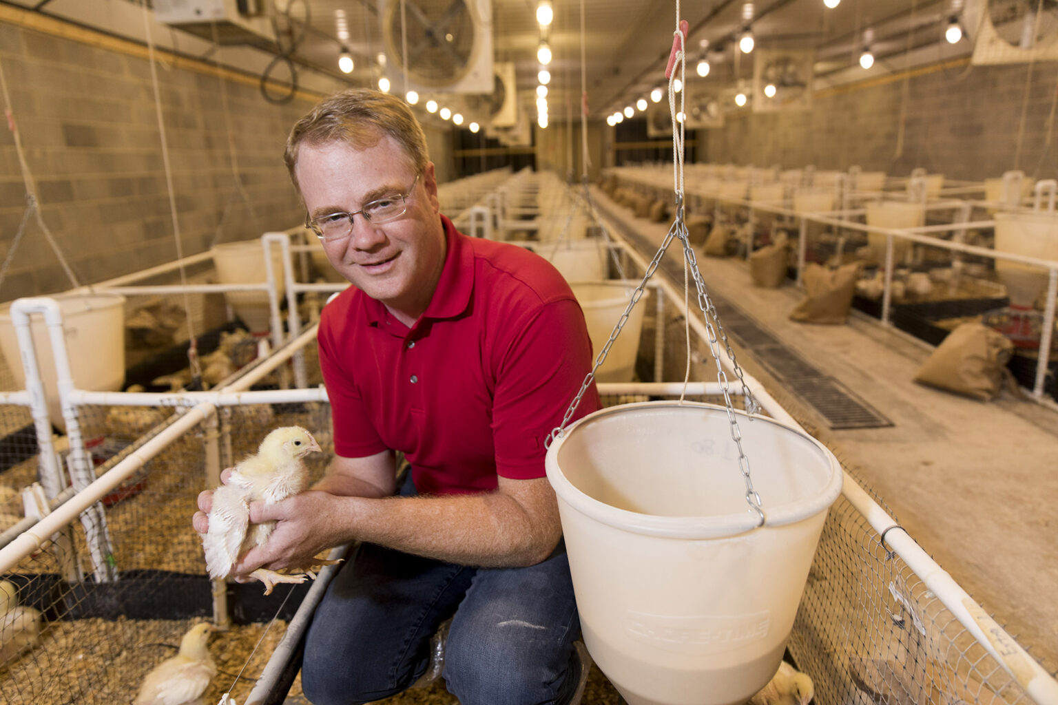 Todd Applegate, head of the Department of Poultry Science at CAES, will be the inaugural holder of the R. Harold and Patsy Harrison Distinguished Professorship in Poultry Science.