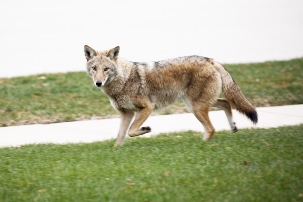 New project tracks coyotes through metro Atlanta