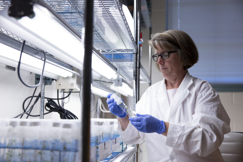 Robin Buell in laboratory where she studies plant genomics at the University of Georgia