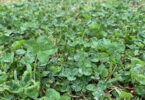 a field of clover with a four leaf clover in the center