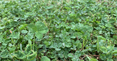 a field of clover with a four leaf clover in the center