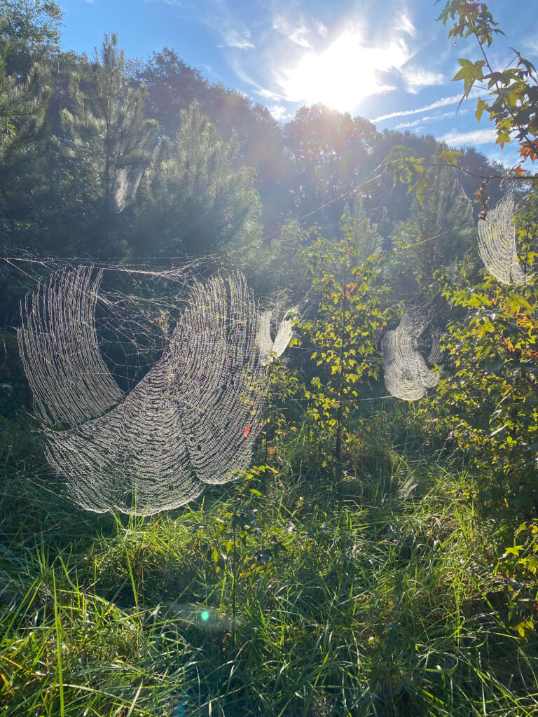 Sunlight streams through elaborate webs made by Joro spiders.