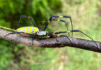 A close up of a female Joro spider on a tree limb