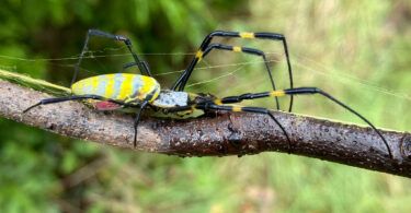 A close up of a female Joro spider on a tree limb