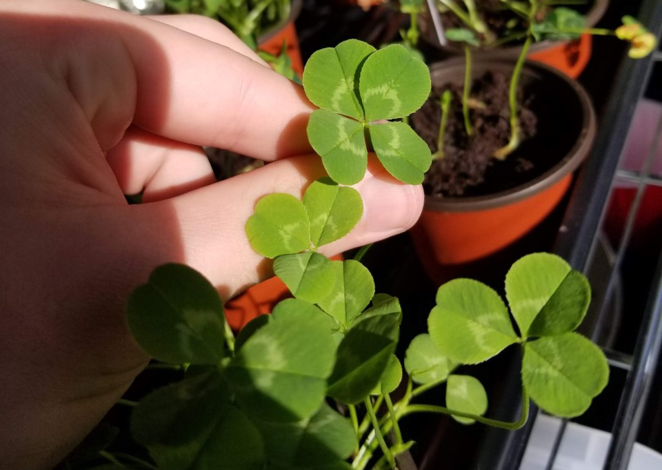 A hand holds a four-leaf clover in a greenhouse.