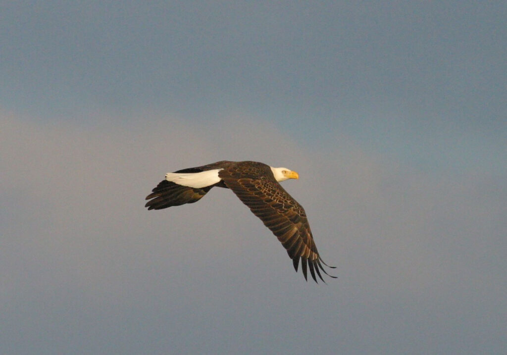 A bald eagle soars through a clear sky.