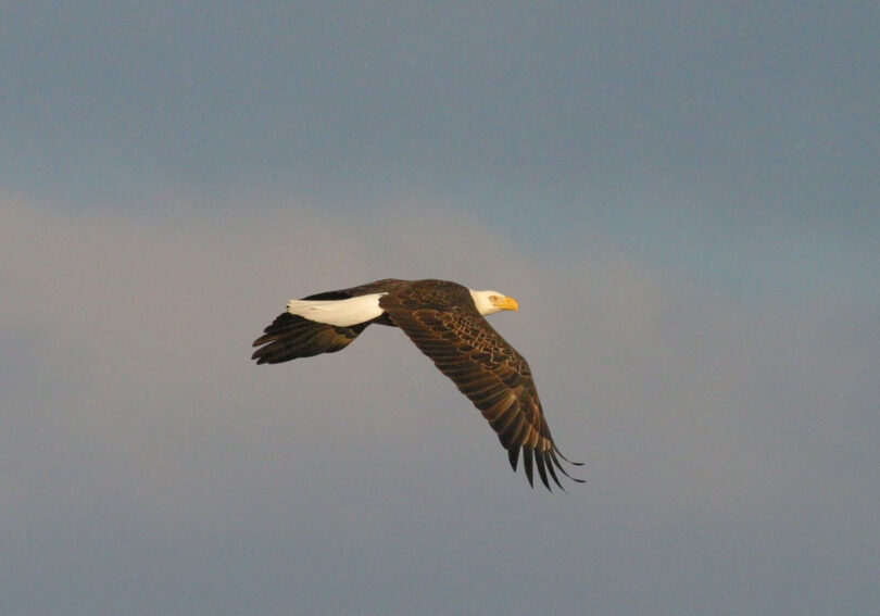 A bald eagle soars through a clear sky.