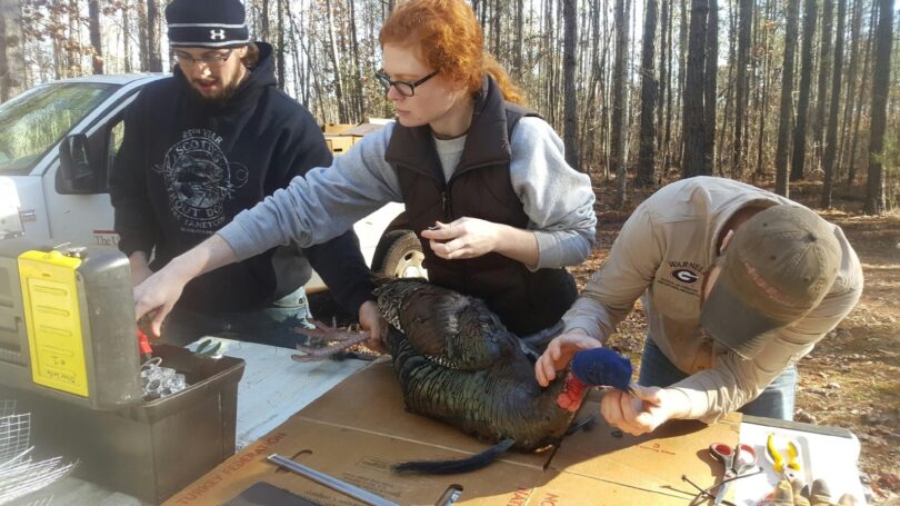 Researchers tagging a turkey during turkey season