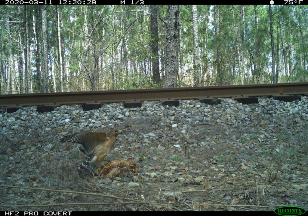 A hawk, considered a scavenger, lands on the carcass of a bird beside railroad tracks