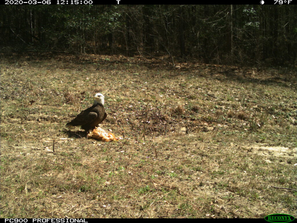 A bald eagle, also considered an occasional scavenger, sits on the carcass of a bird