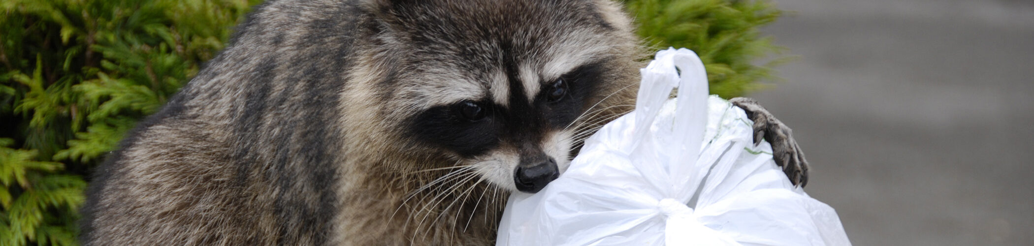 A raccoon, considered a scavenger, eats from the garbage can