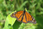 A monarch butterfly sits on a leaf outside.
