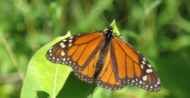 A monarch butterfly sits on a leaf outside.