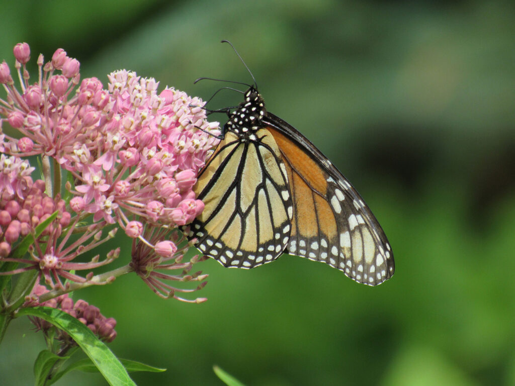A monarch butterfly sits on a pink flower with its side facing the camera.