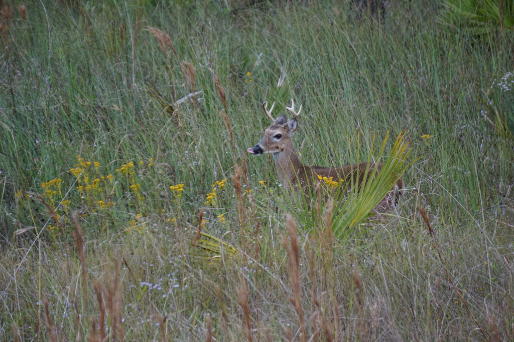 A deer roaming through tall grass. 