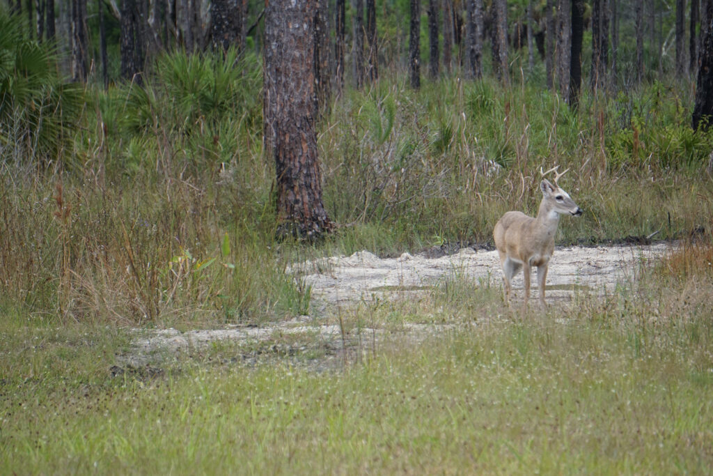A deer on grassland with a forest behind it. 
