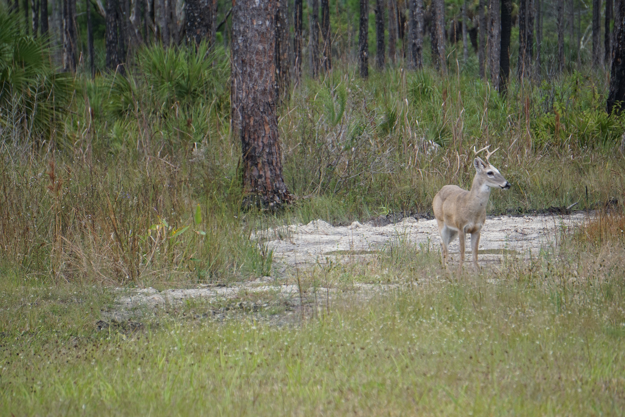 Newswise: Panthers now No. 1 predator of white-tailed deer in Southwest Florida