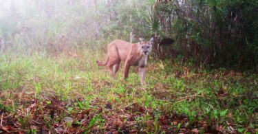 A panther, now considered the No. 1 predator of deer in South Florida
