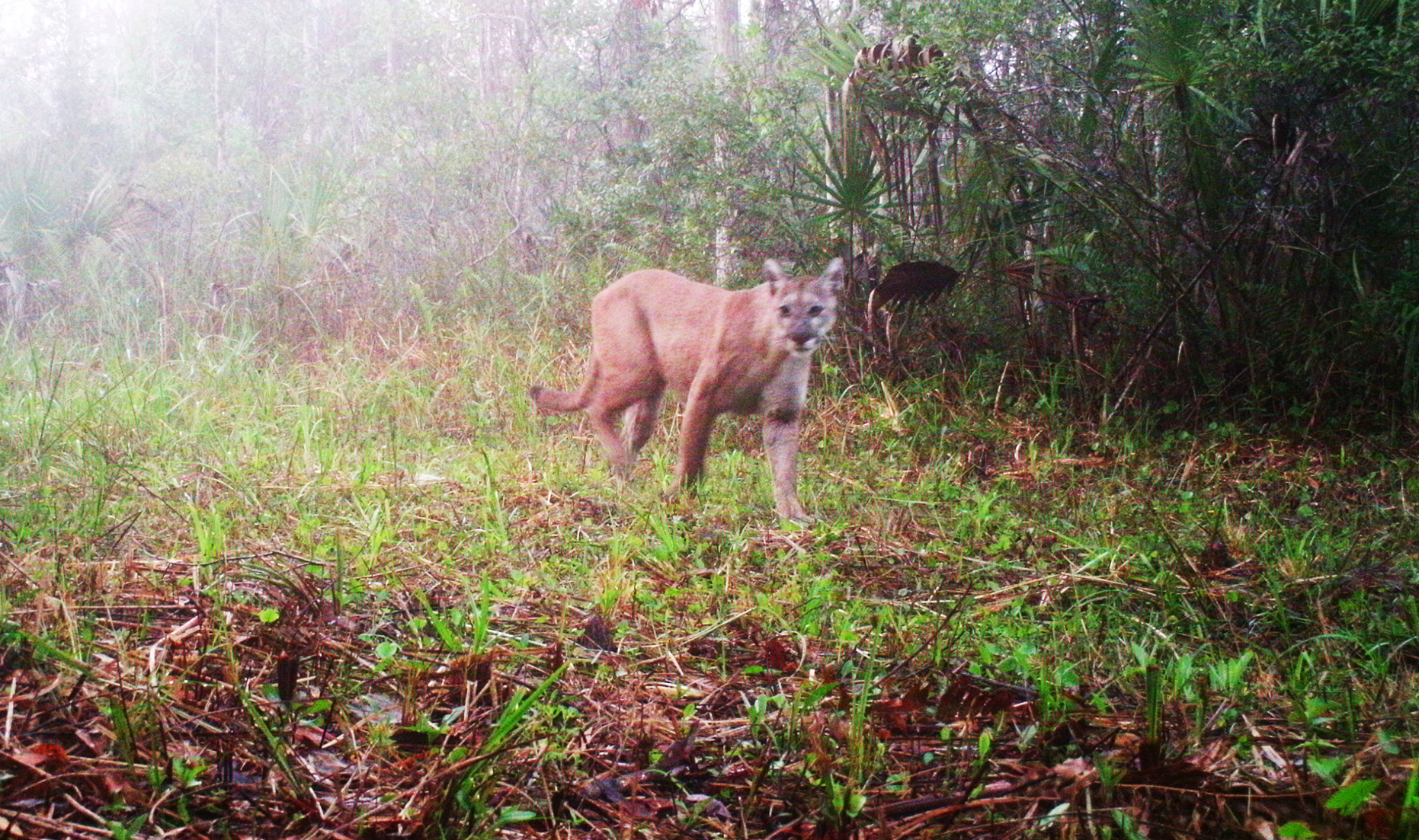 Newswise: Panthers now No. 1 predator of white-tailed deer in Southwest Florida