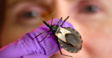 A close up photo of a kissing bug on a gloved hand in front of a researcher's face.