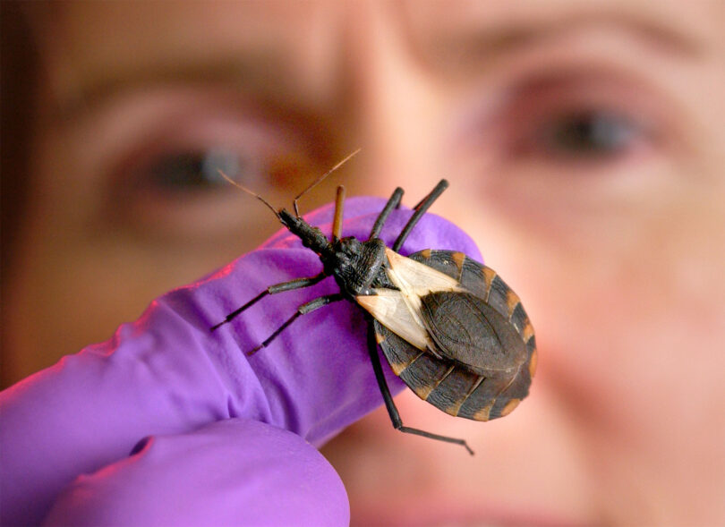A close up photo of a kissing bug on a gloved hand in front of a researcher's face.