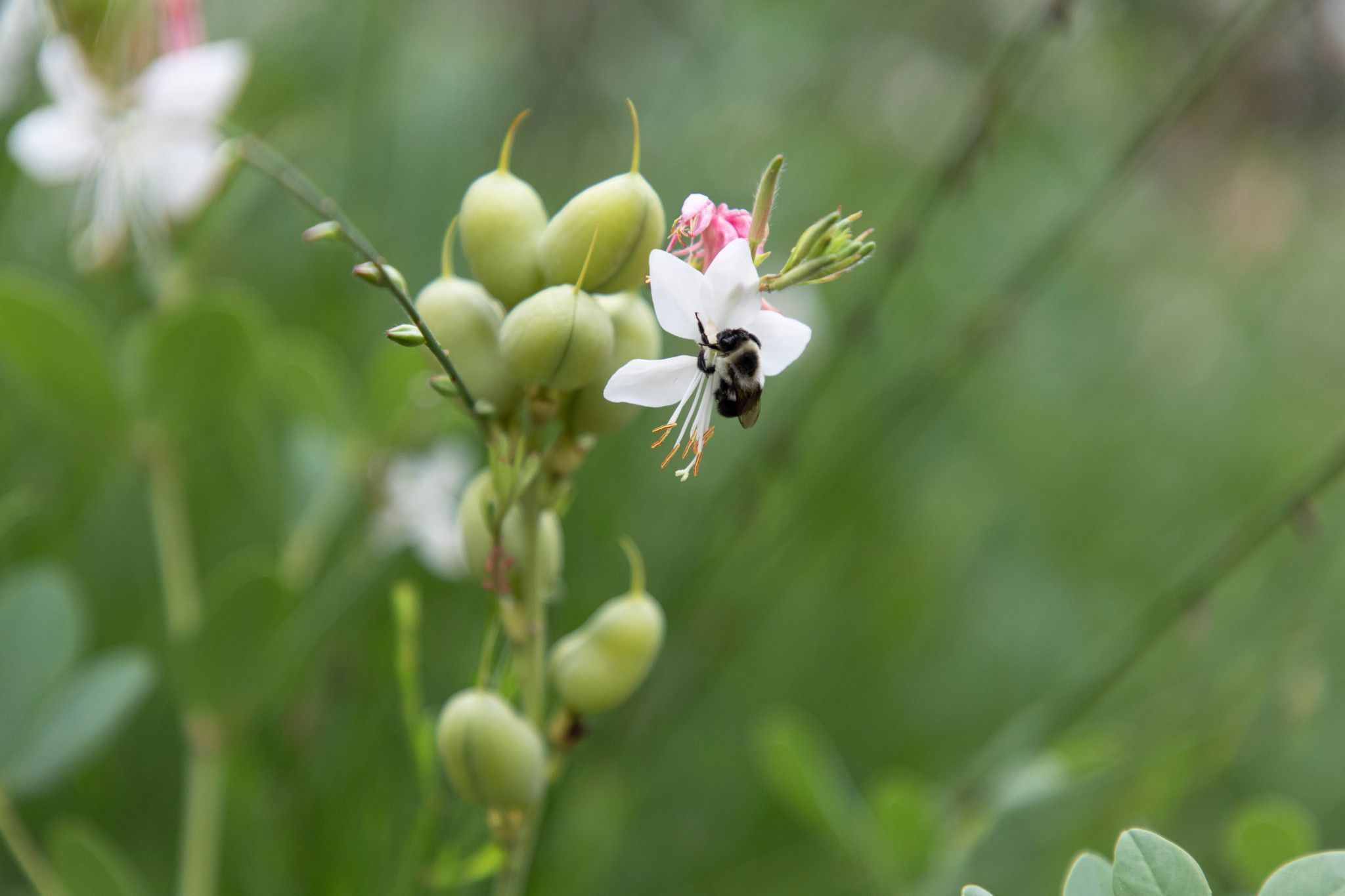 Newswise: Diverse landscapes at the heart of bee conservation