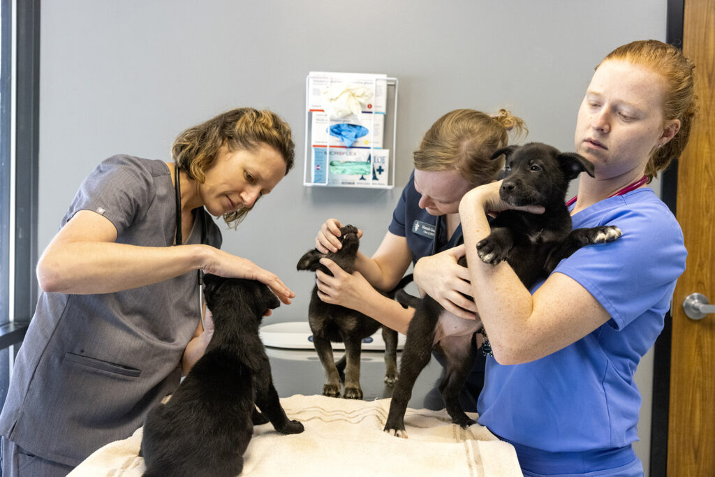 New animal shelter medicine program established