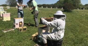 Three people in beekeeping attire inspect hives outside in Georgia.