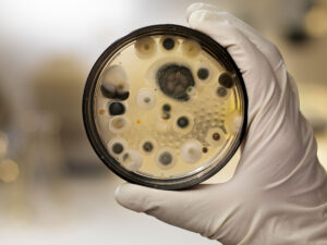 A close-up photo of a petri dish held by a gloved hand shows fungal growth.