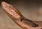 A closeup of a brown and black copperhead snake.