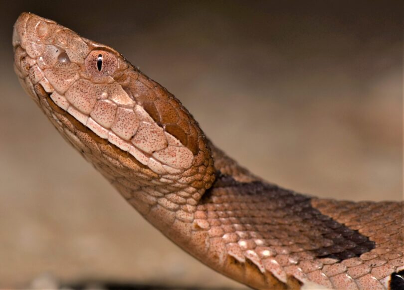 A closeup of a brown and black copperhead snake.