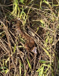 A small brown and black snake in the grass bares his fangs.