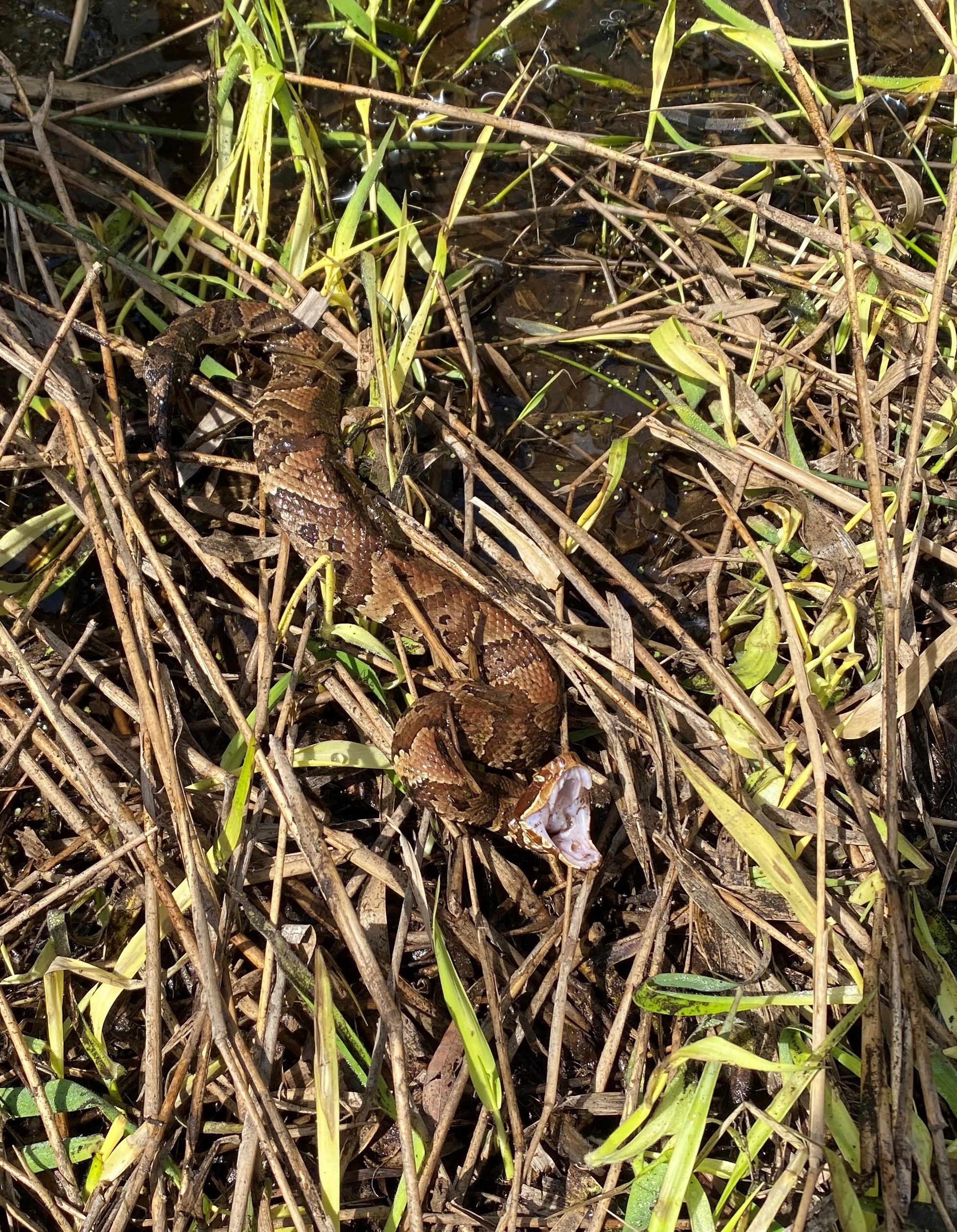Do Corn Snakes Play Dead? (Sullivans Island, SC) : r/whatsthissnake