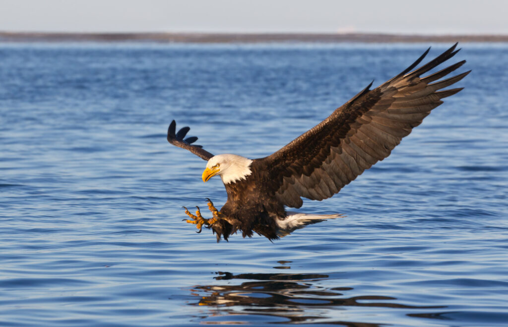 A bald eagle is shown flying feet first toward a body of water.