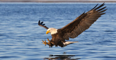 A bald eagle is shown flying feet first toward a body of water.