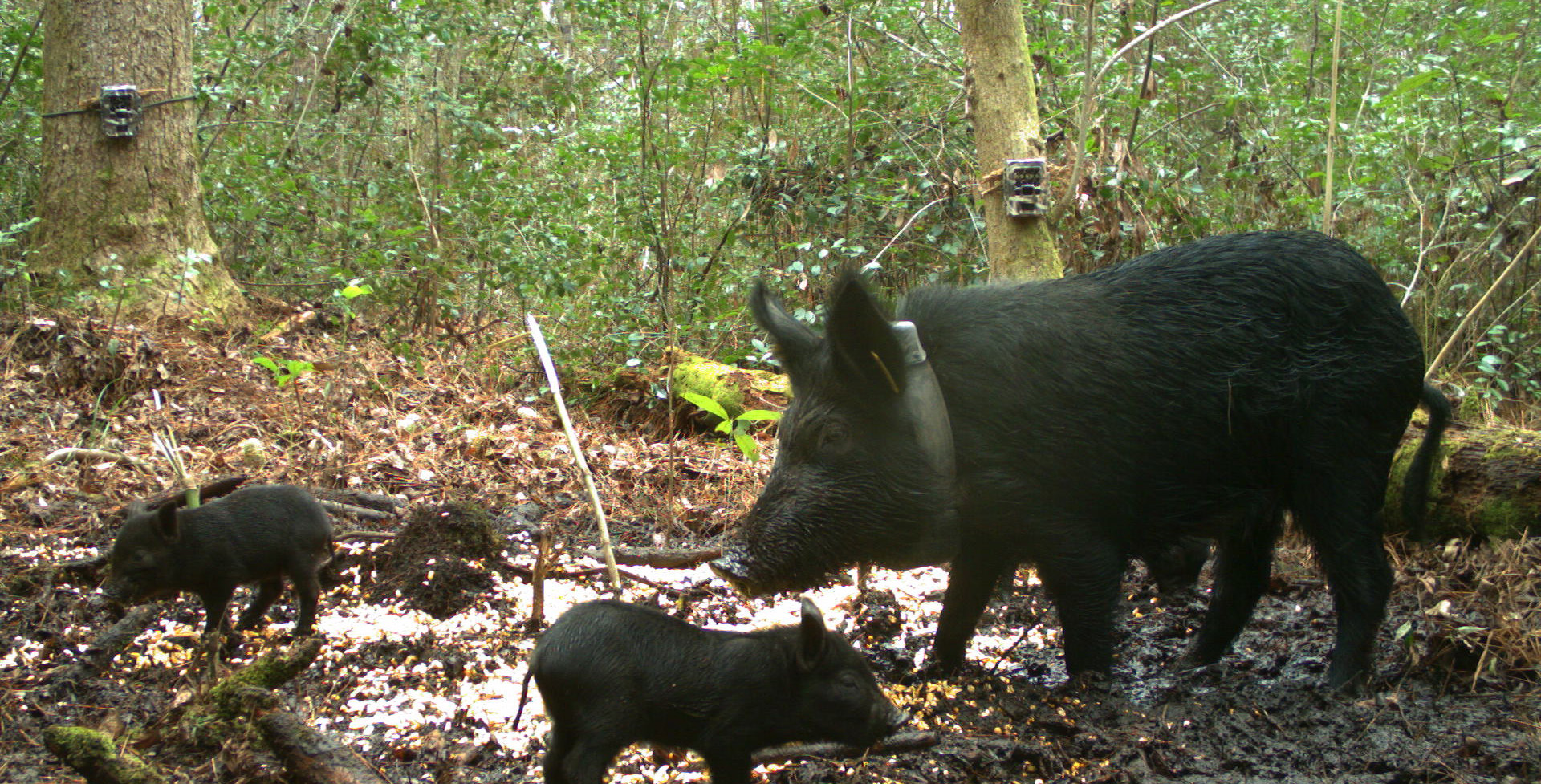 wild boar hogs