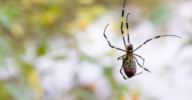 A Joro spider is shown in its web with a blurred background of trees.