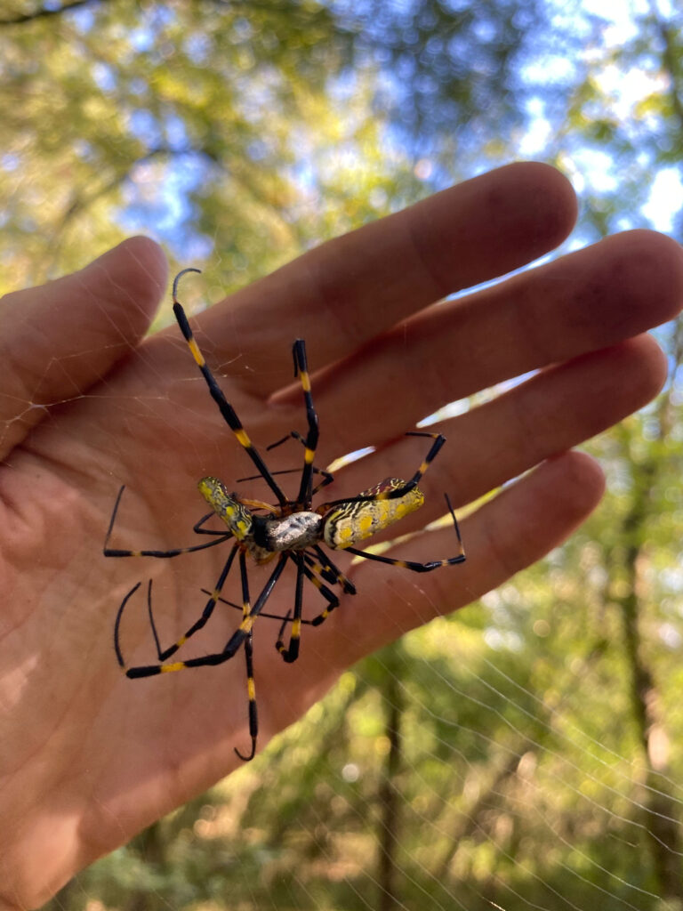 A Joro spider is shown eating a caterpillar in its web in front of someone's hand.