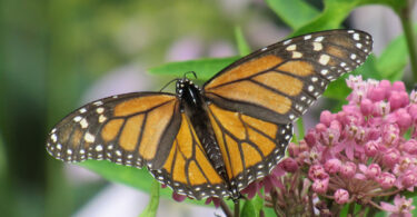 A monarch butterfly is shown perched on a plant with its wings spread.